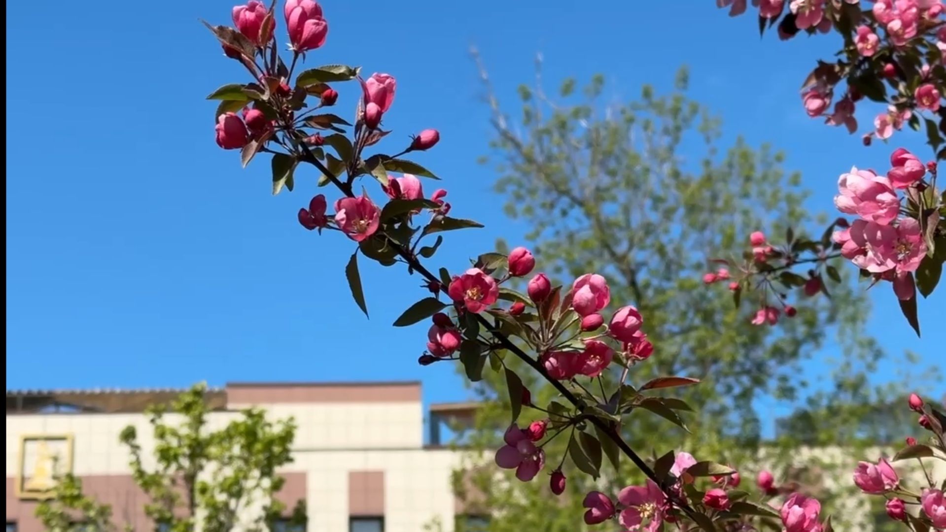 Реутов , Сад памяти, Посадка деревьев , Липы, Яблони,Черемуха,  Береза,