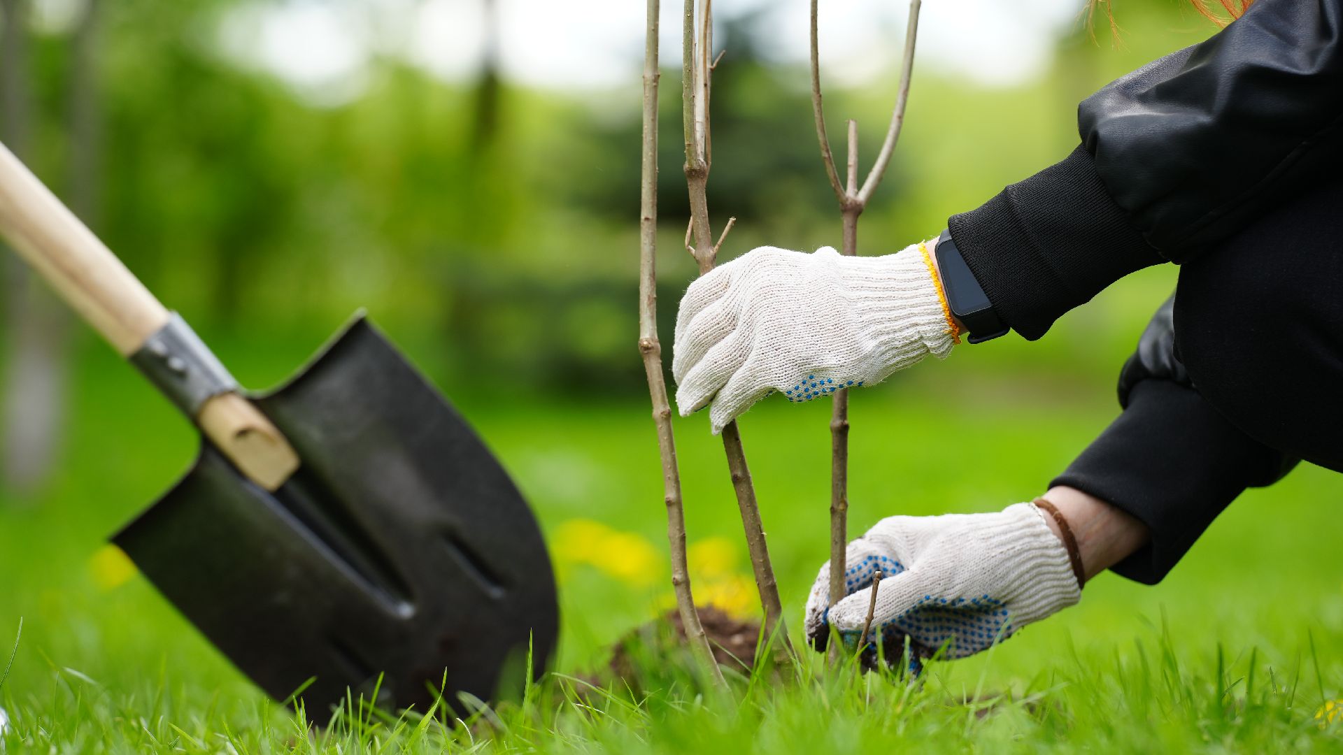 сад памяти, сирень,
