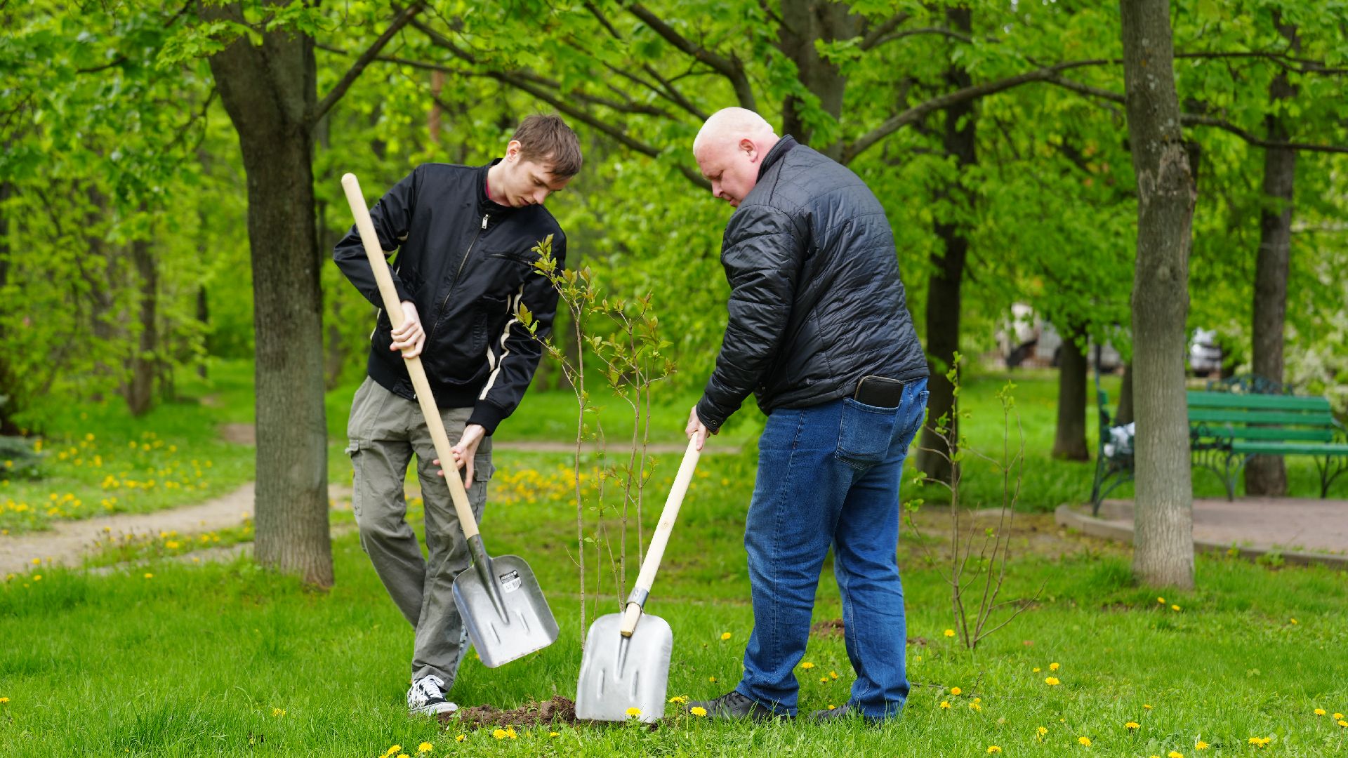 сад памяти, сирень,