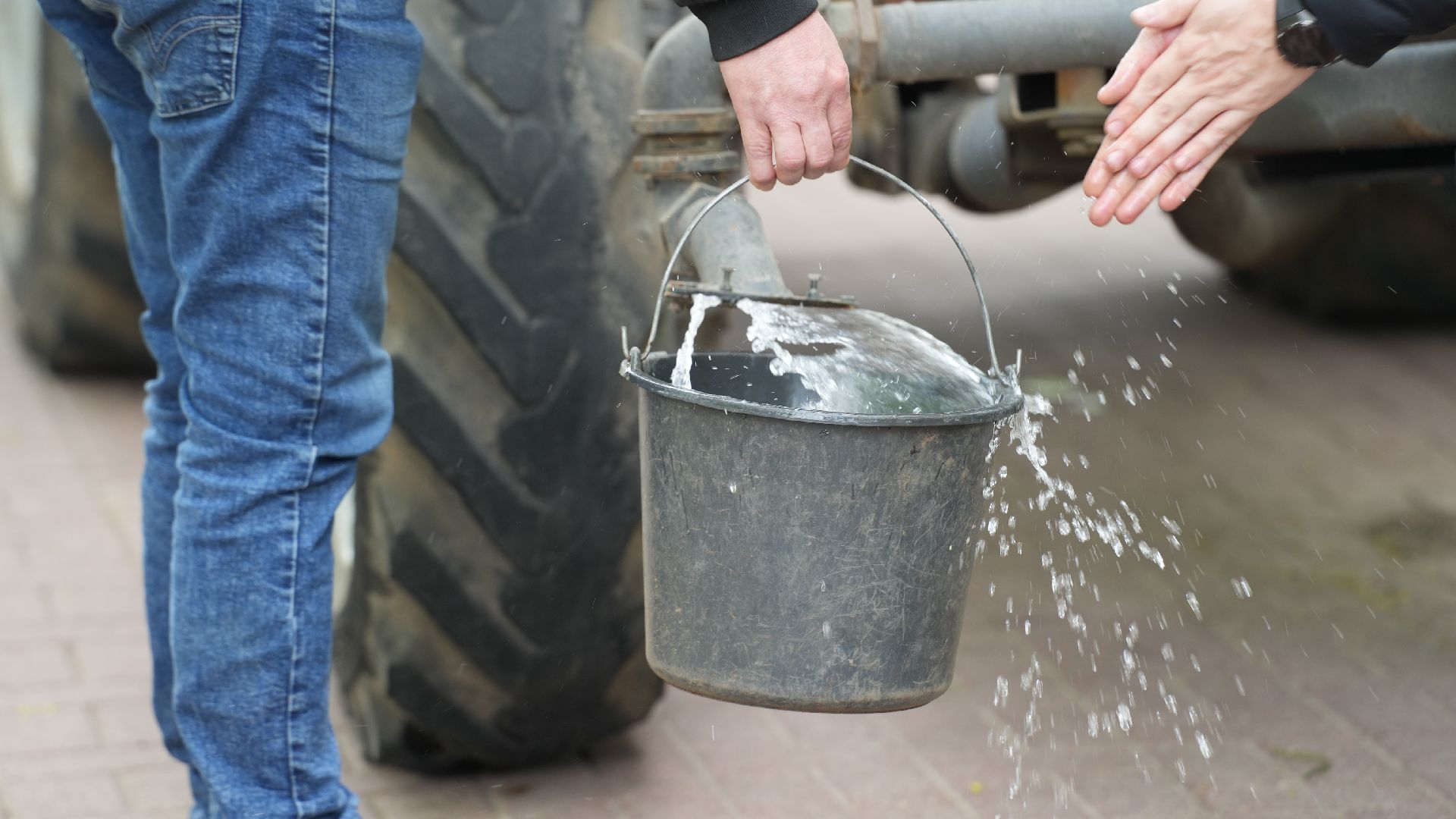 сад памяти, сирень,