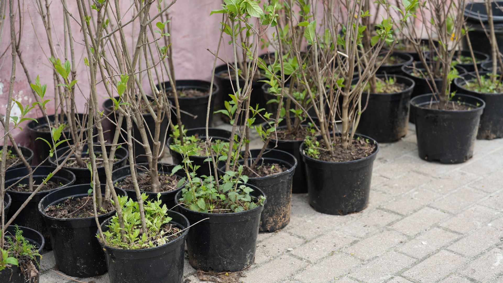 сад памяти, сирень,