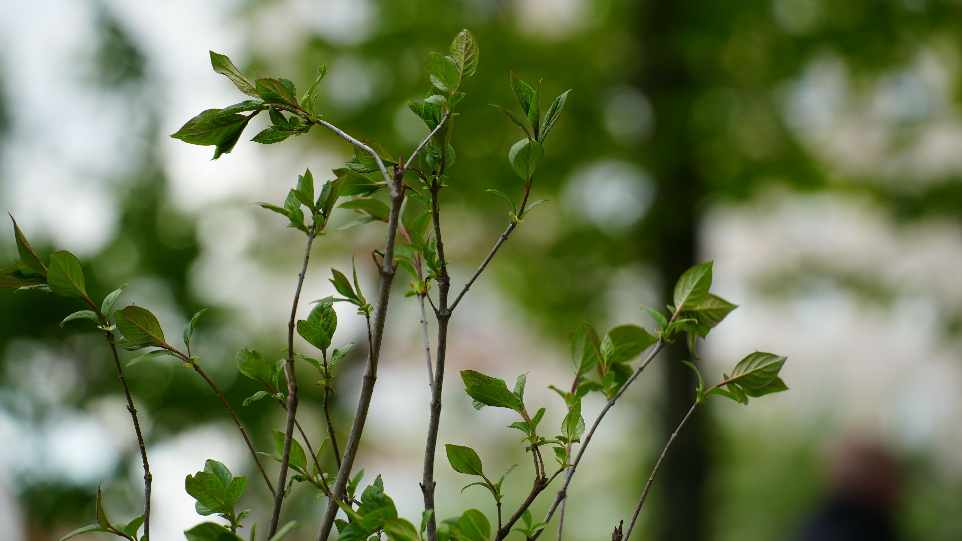 сад памяти, сирень,