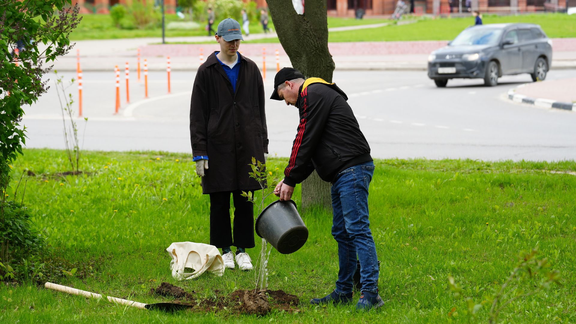 сад памяти, сирень,