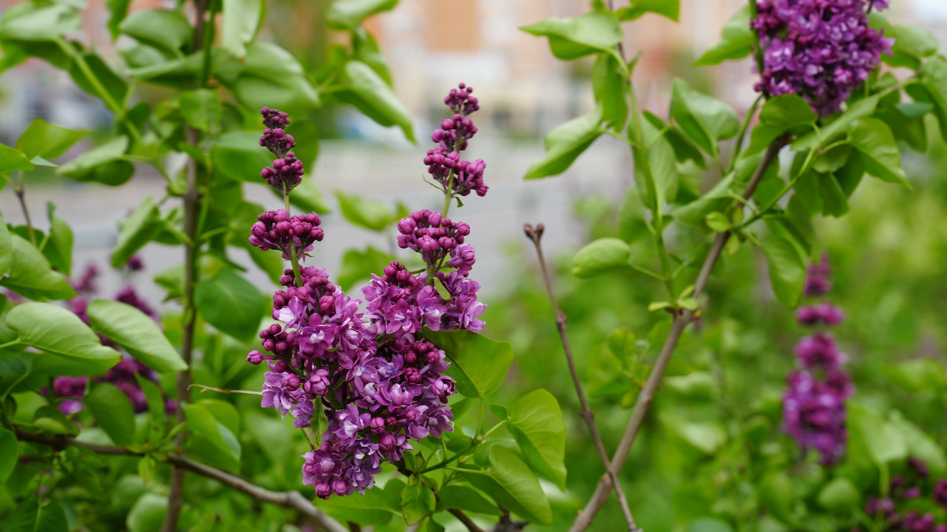 сад памяти, сирень,