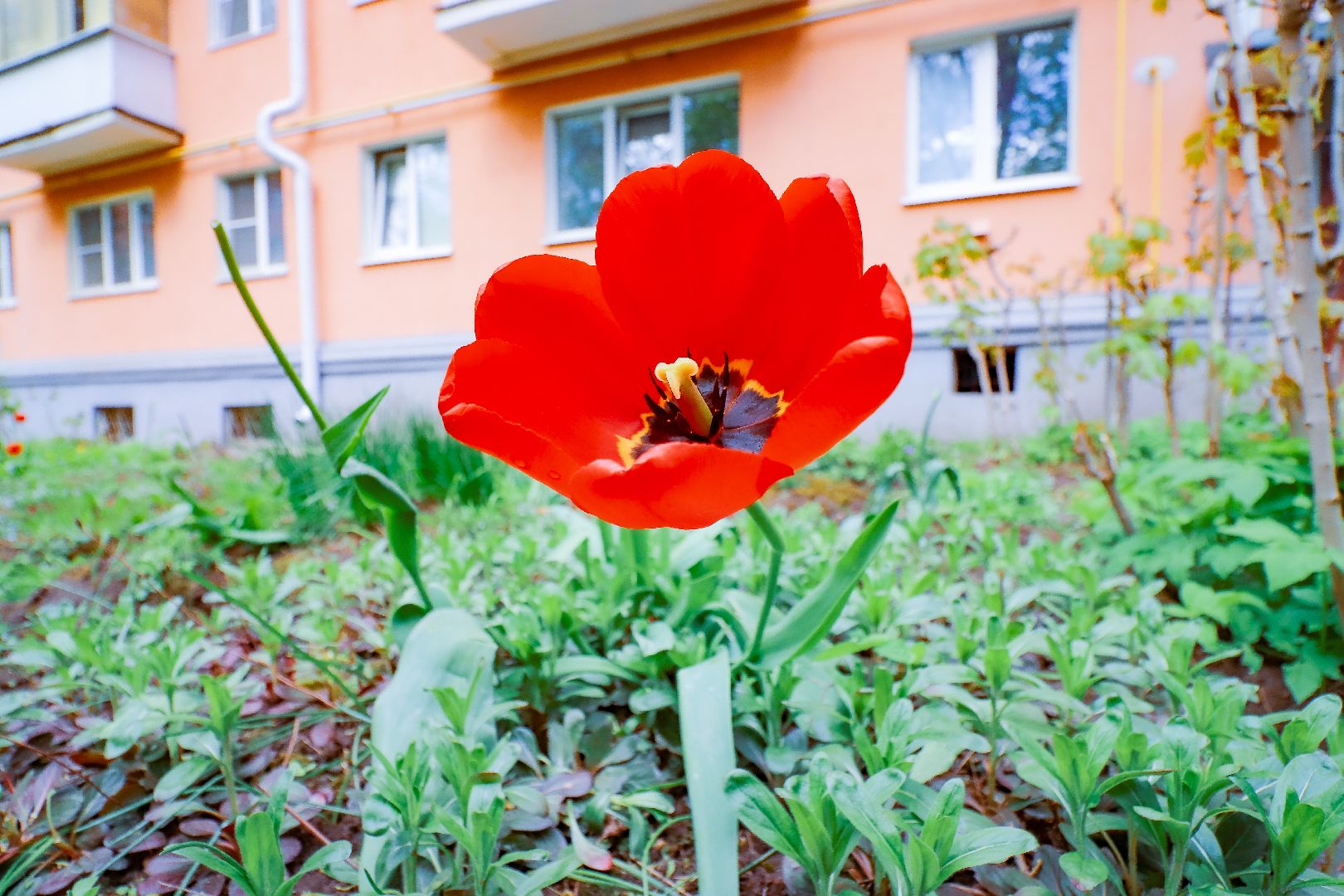 клин, общество, ветераны, день победы, 80 лет победе, таблички ветеранам,