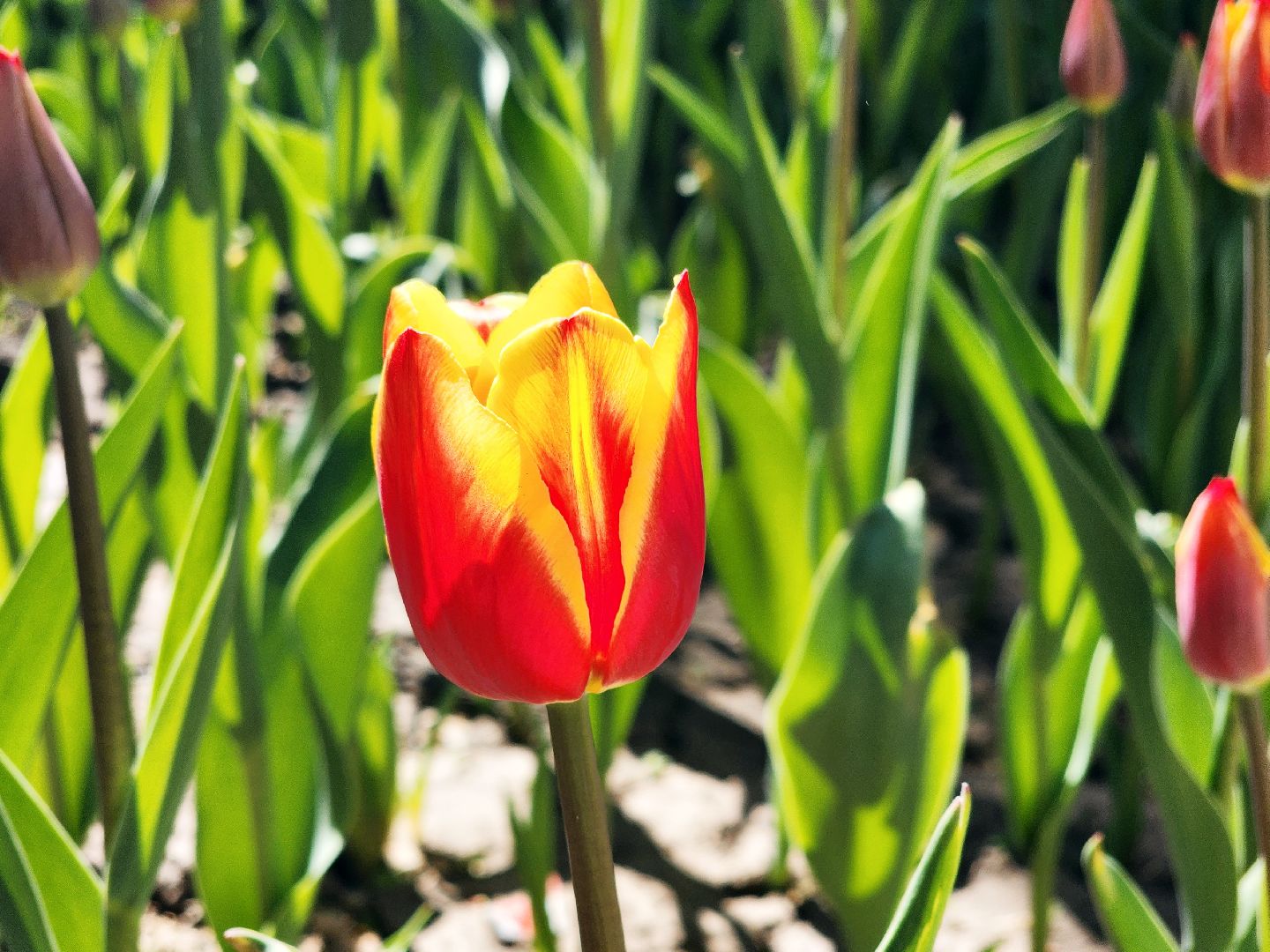 пущино , серпухов, благоустройства, цветы,