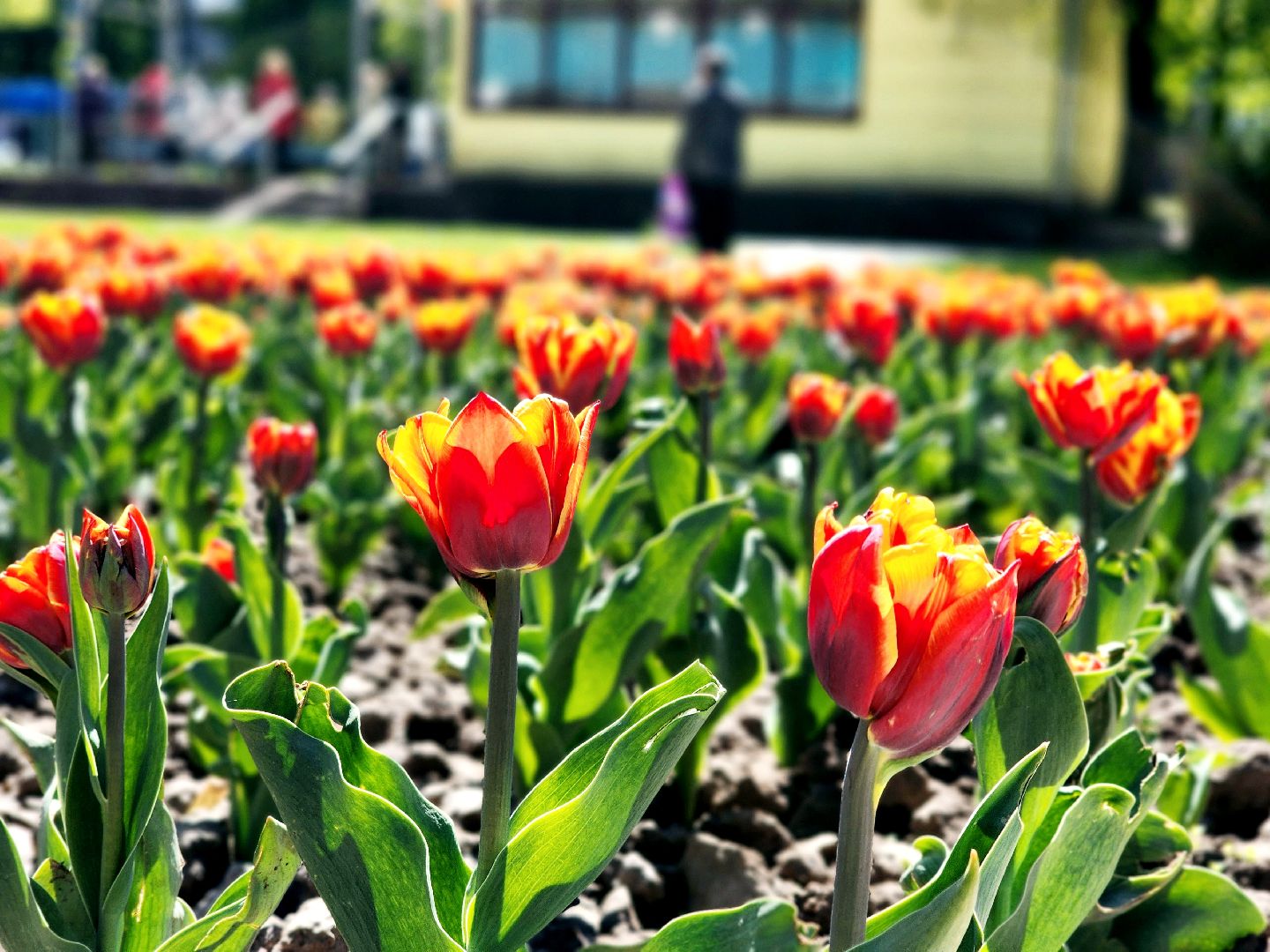 пущино , серпухов, благоустройства, цветы,