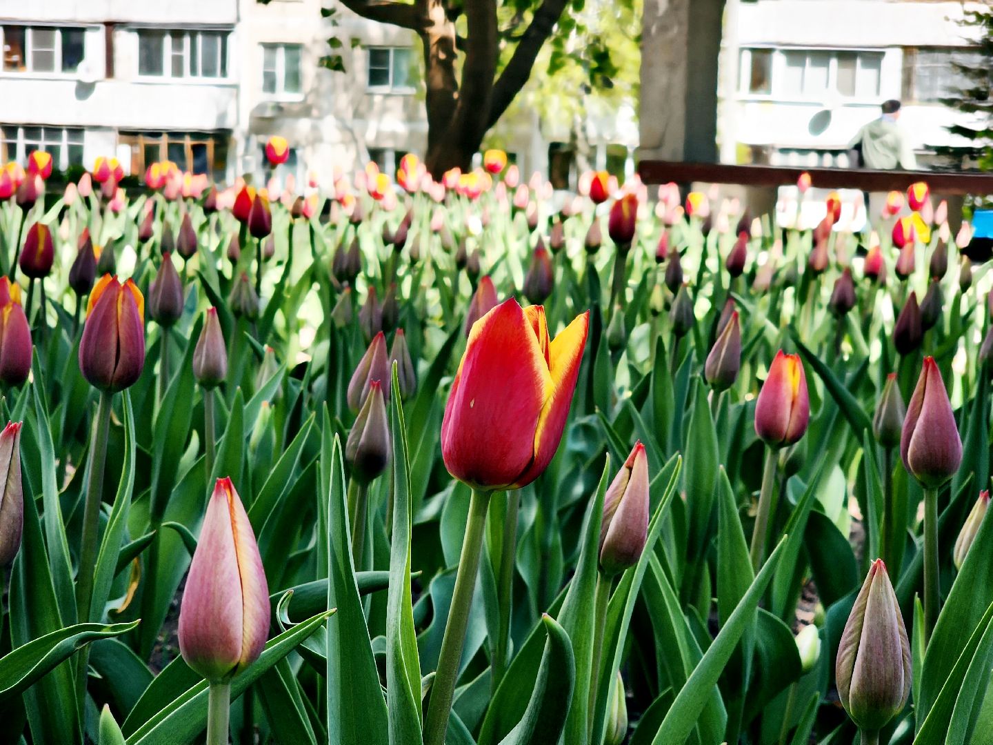 пущино , серпухов, благоустройства, цветы,