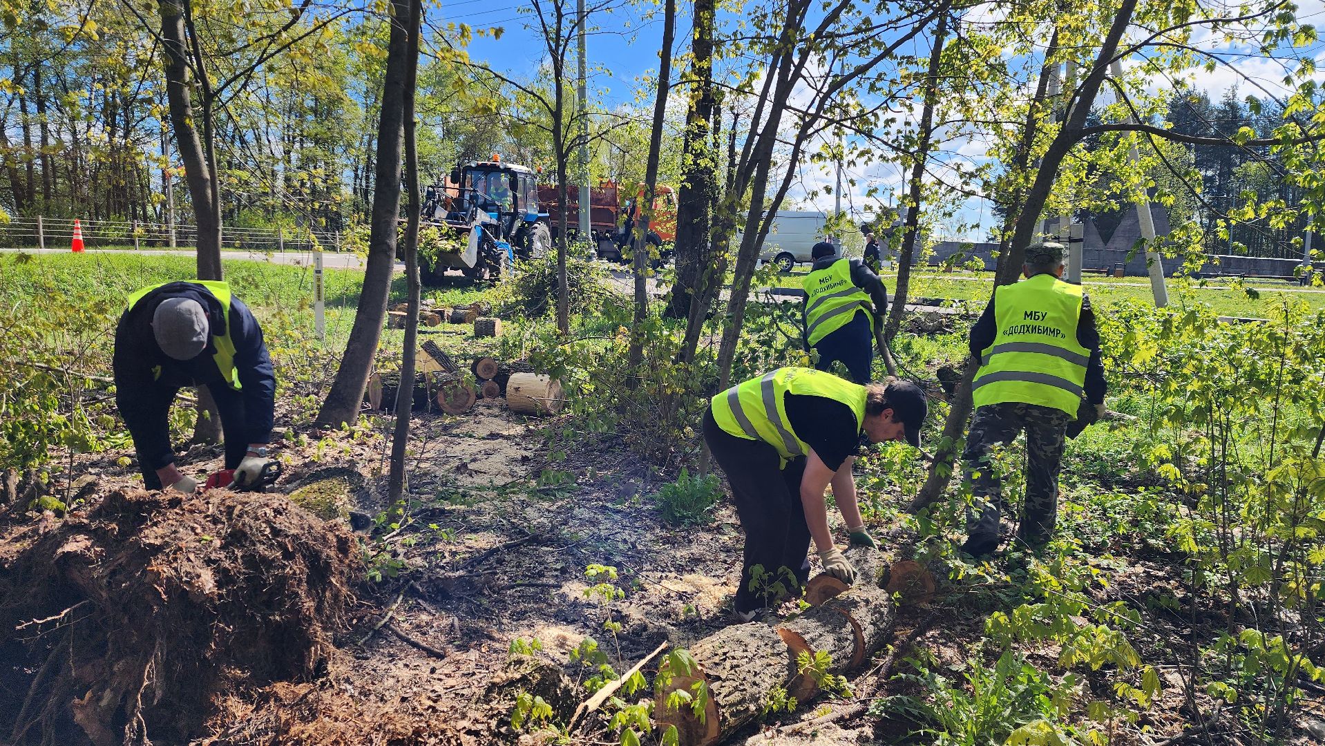 истра, благоустройство,  аварийные деревья,