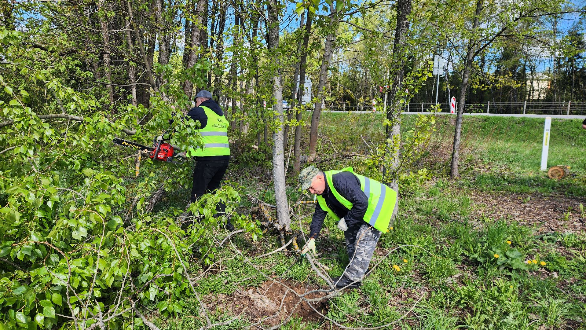 истра, благоустройство,  аварийные деревья,