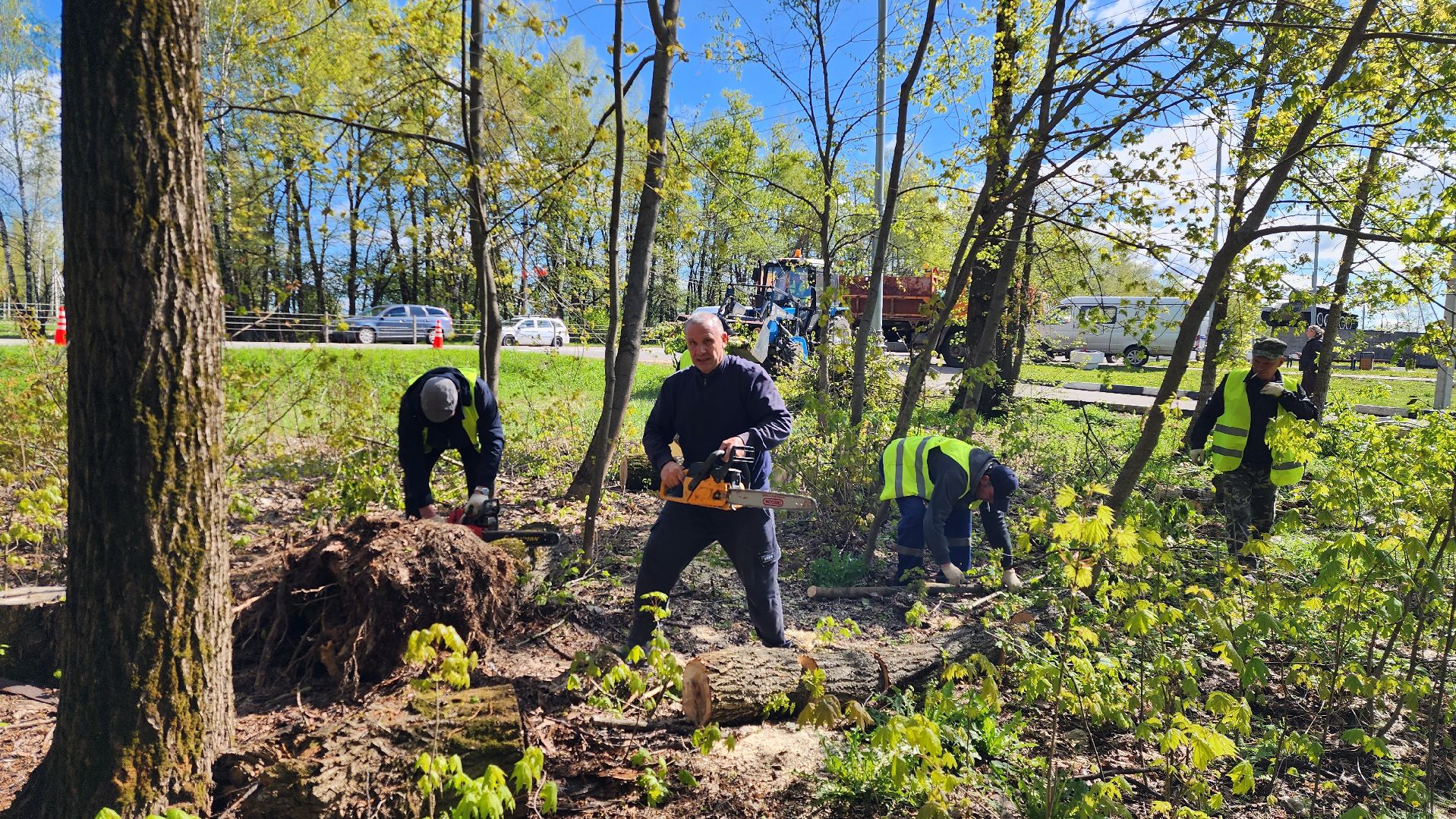 истра, благоустройство,  аварийные деревья,
