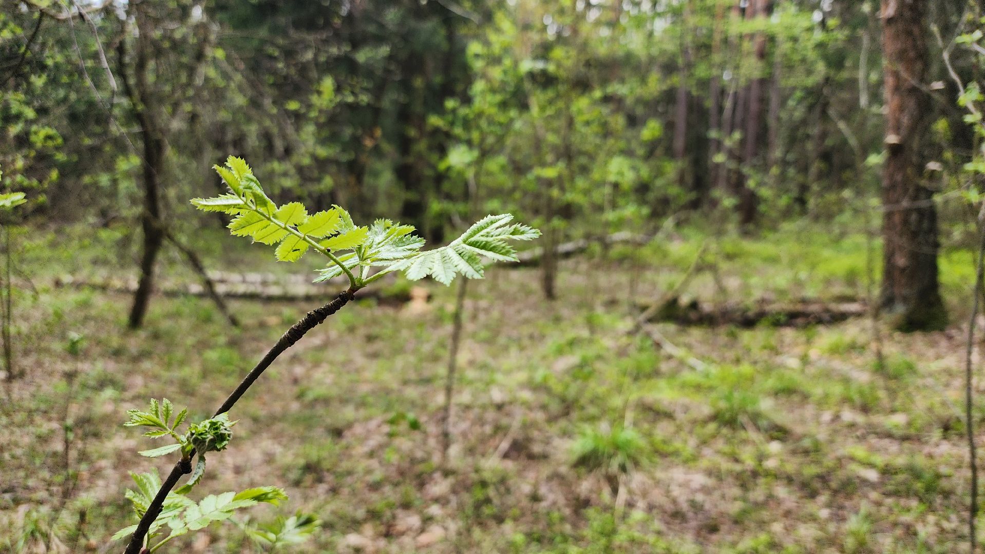 грибной сезон, весенний сезон сбора грибов, грибы, Ногинское лесничество, Богородский городской округ,