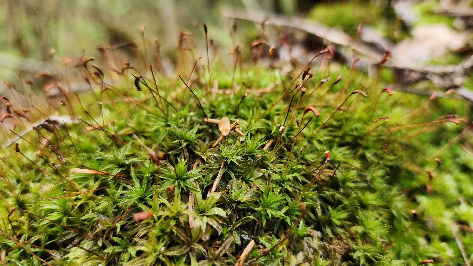 грибной сезон, весенний сезон сбора грибов, грибы, Ногинское лесничество, Богородский городской округ,