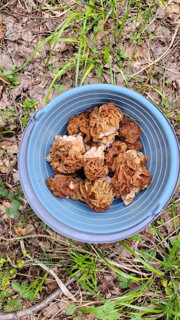 грибной сезон, весенний сезон сбора грибов, грибы, Ногинское лесничество, Богородский городской округ,