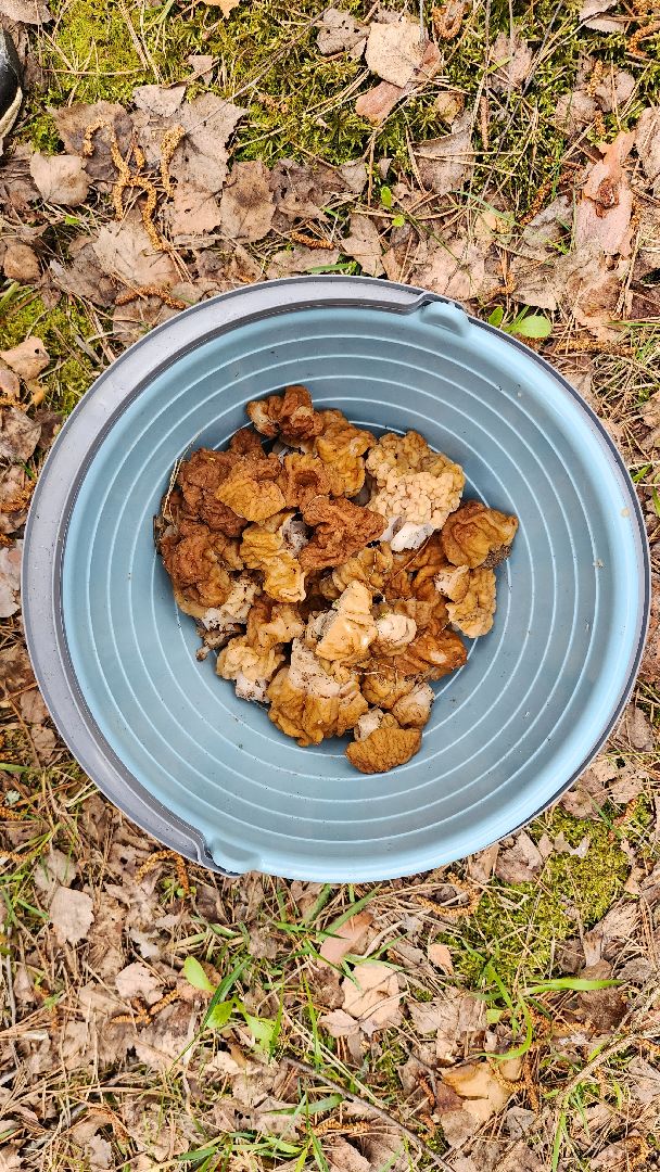 грибной сезон, весенний сезон сбора грибов, грибы, Ногинское лесничество, Богородский городской округ,