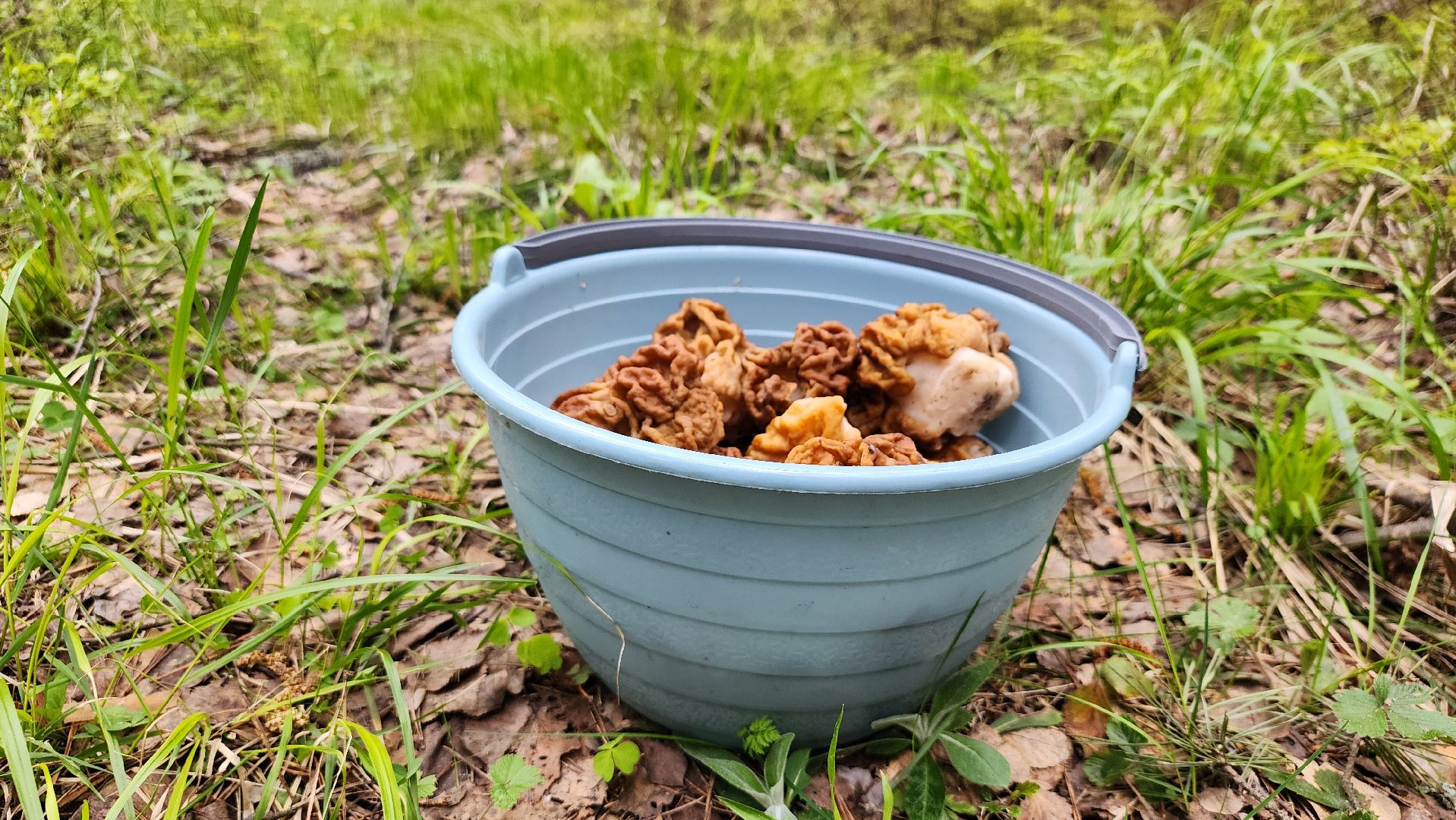 грибной сезон, весенний сезон сбора грибов, грибы, Ногинское лесничество, Богородский городской округ,