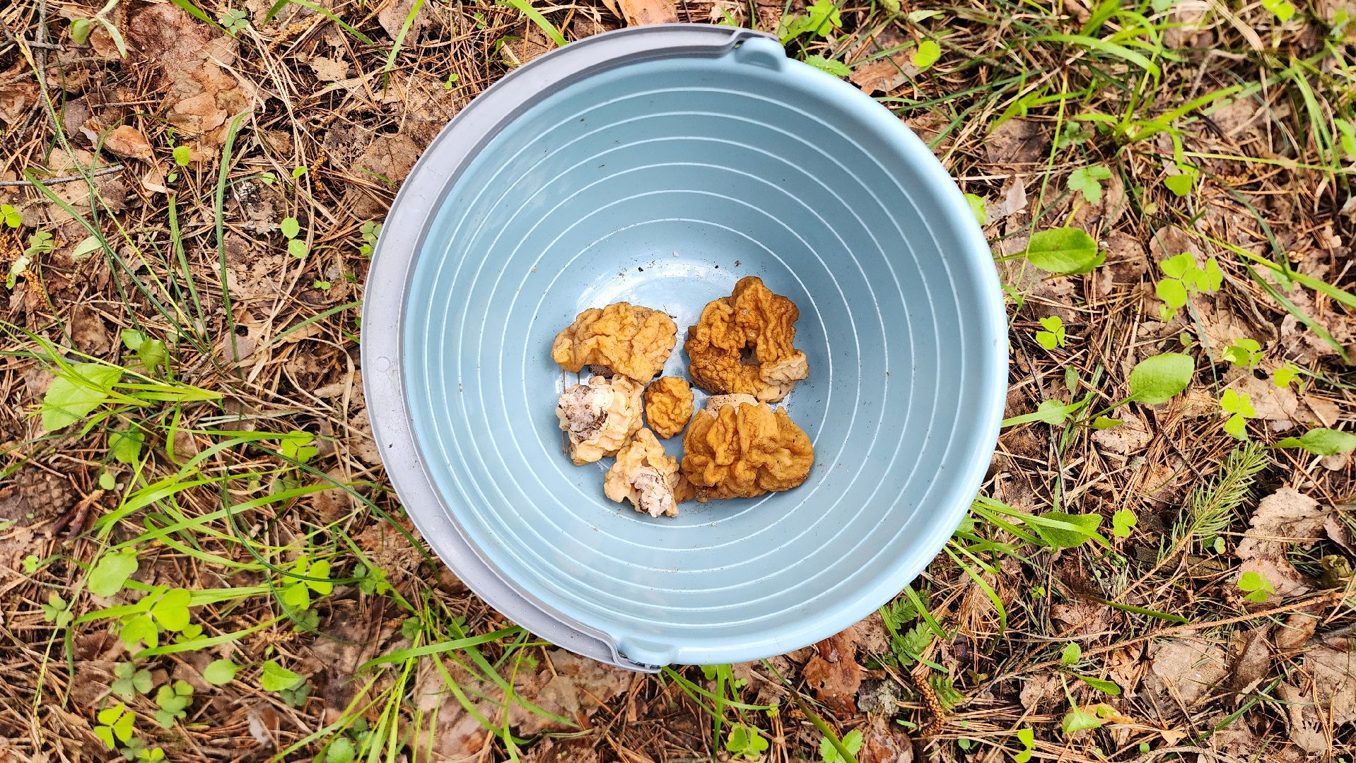 грибной сезон, весенний сезон сбора грибов, грибы, Ногинское лесничество, Богородский городской округ,