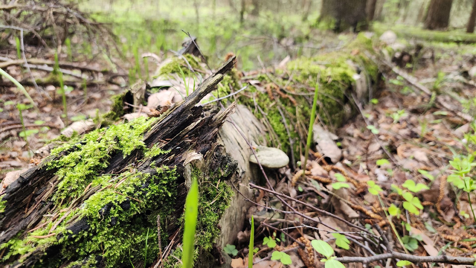 грибной сезон, весенний сезон сбора грибов, грибы, Ногинское лесничество, Богородский городской округ,