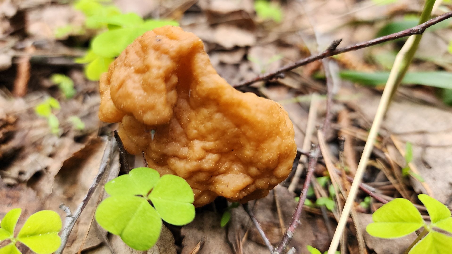 грибной сезон, весенний сезон сбора грибов, грибы, Ногинское лесничество, Богородский городской округ,