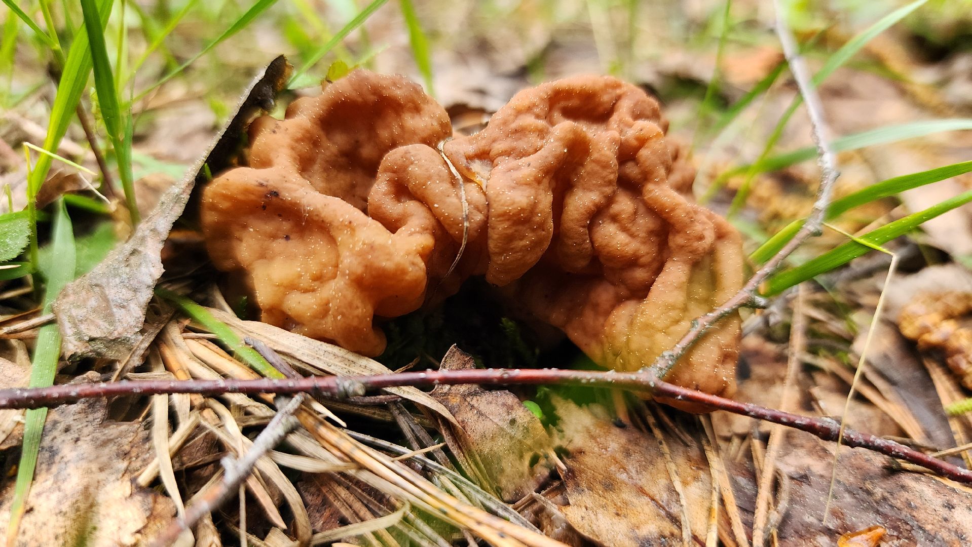 грибной сезон, весенний сезон сбора грибов, грибы, Ногинское лесничество, Богородский городской округ,