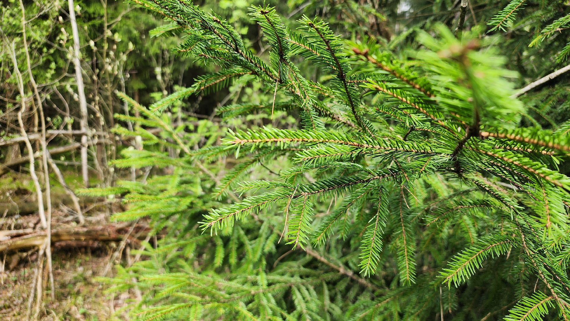 грибной сезон, весенний сезон сбора грибов, грибы, Ногинское лесничество, Богородский городской округ,