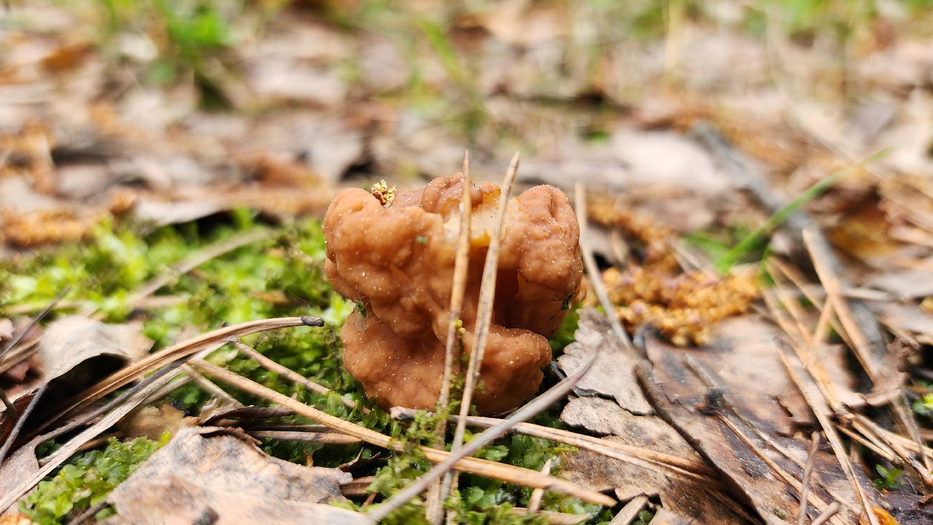 грибной сезон, весенний сезон сбора грибов, грибы, Ногинское лесничество, Богородский городской округ,