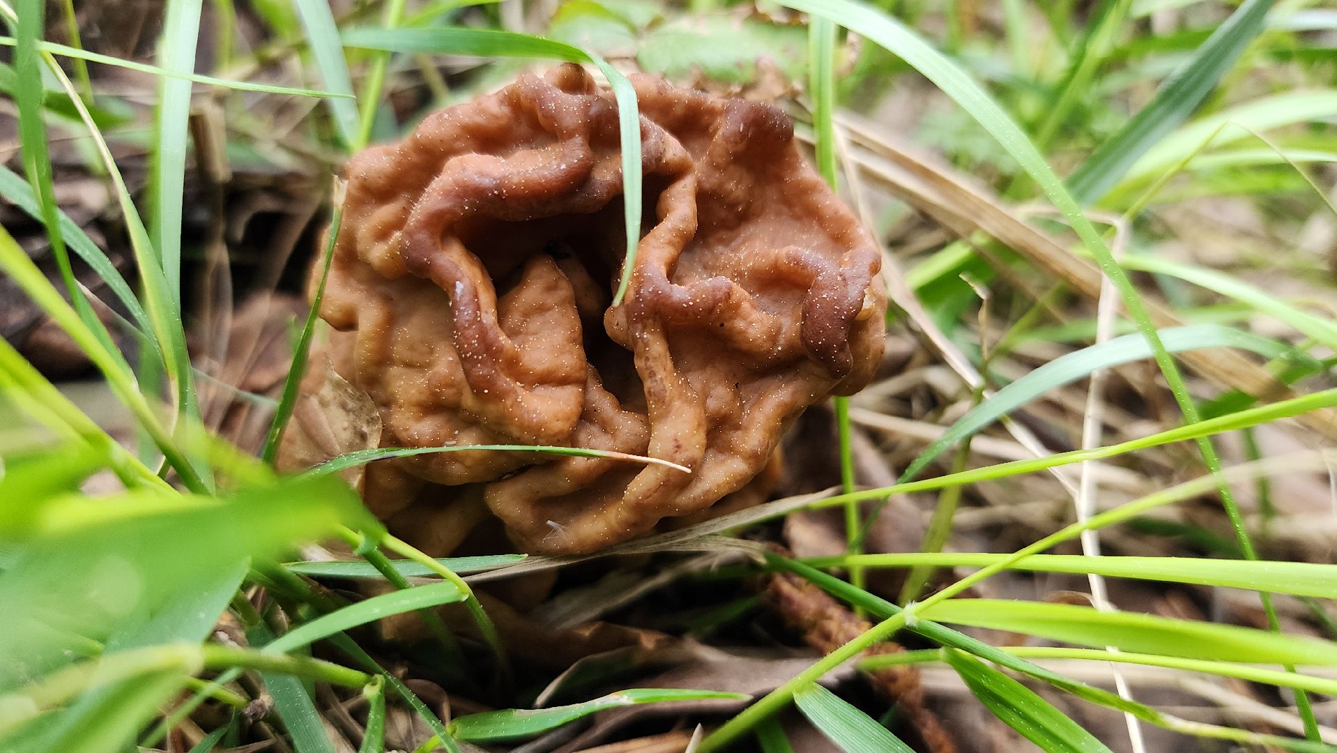 грибной сезон, весенний сезон сбора грибов, грибы, Ногинское лесничество, Богородский городской округ,