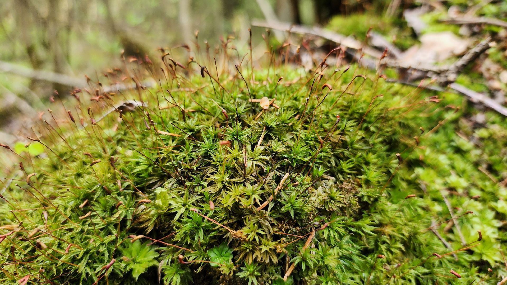 грибной сезон, весенний сезон сбора грибов, грибы, Ногинское лесничество, Богородский городской округ,