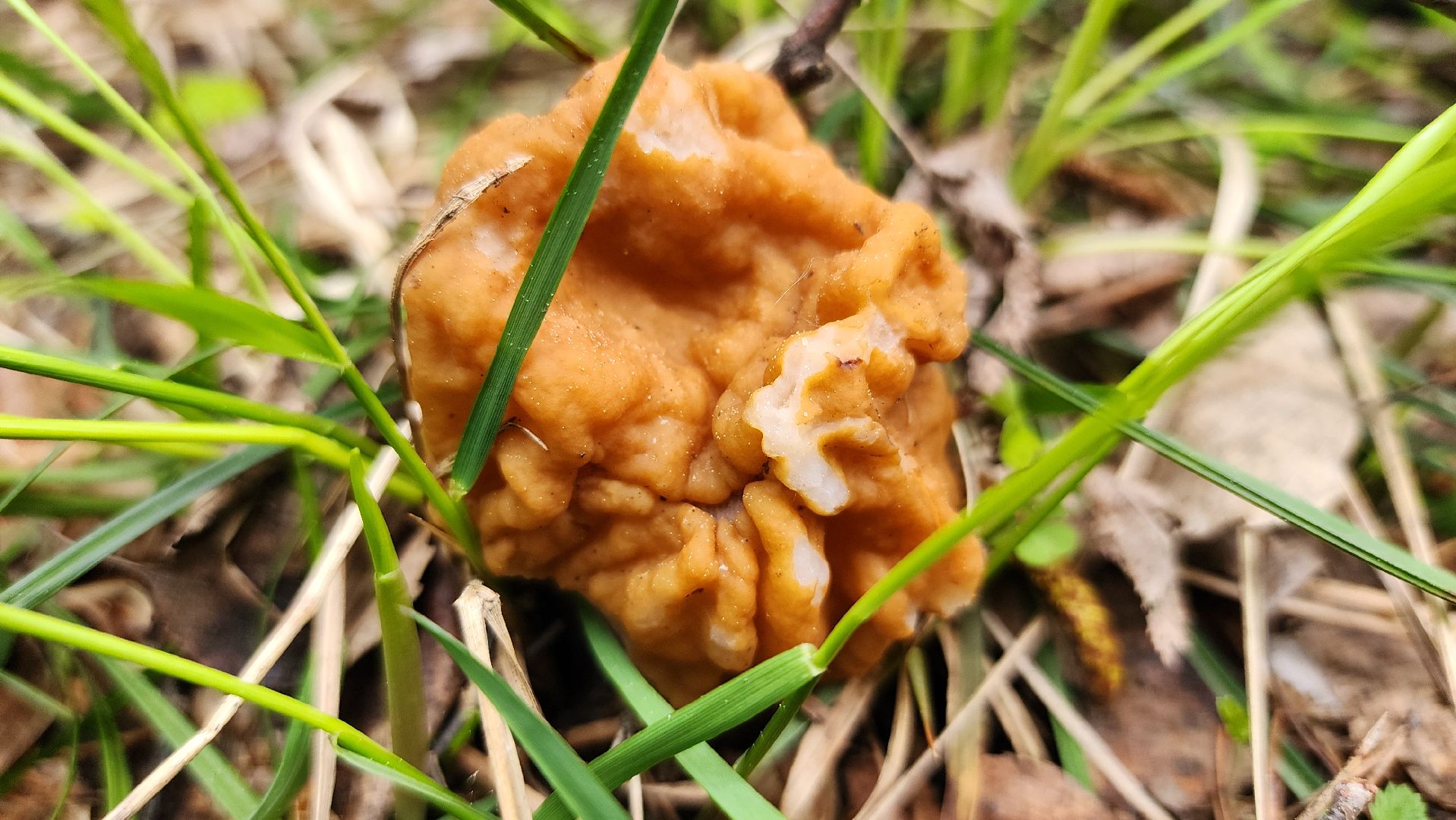 грибной сезон, весенний сезон сбора грибов, грибы, Ногинское лесничество, Богородский городской округ,