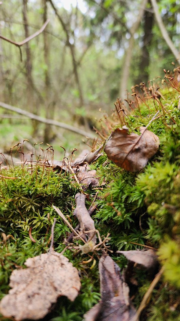 грибной сезон, весенний сезон сбора грибов, грибы, Ногинское лесничество, Богородский городской округ,