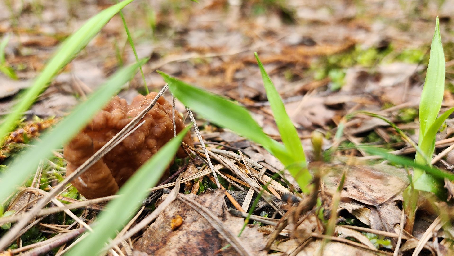 грибной сезон, весенний сезон сбора грибов, грибы, Ногинское лесничество, Богородский городской округ,