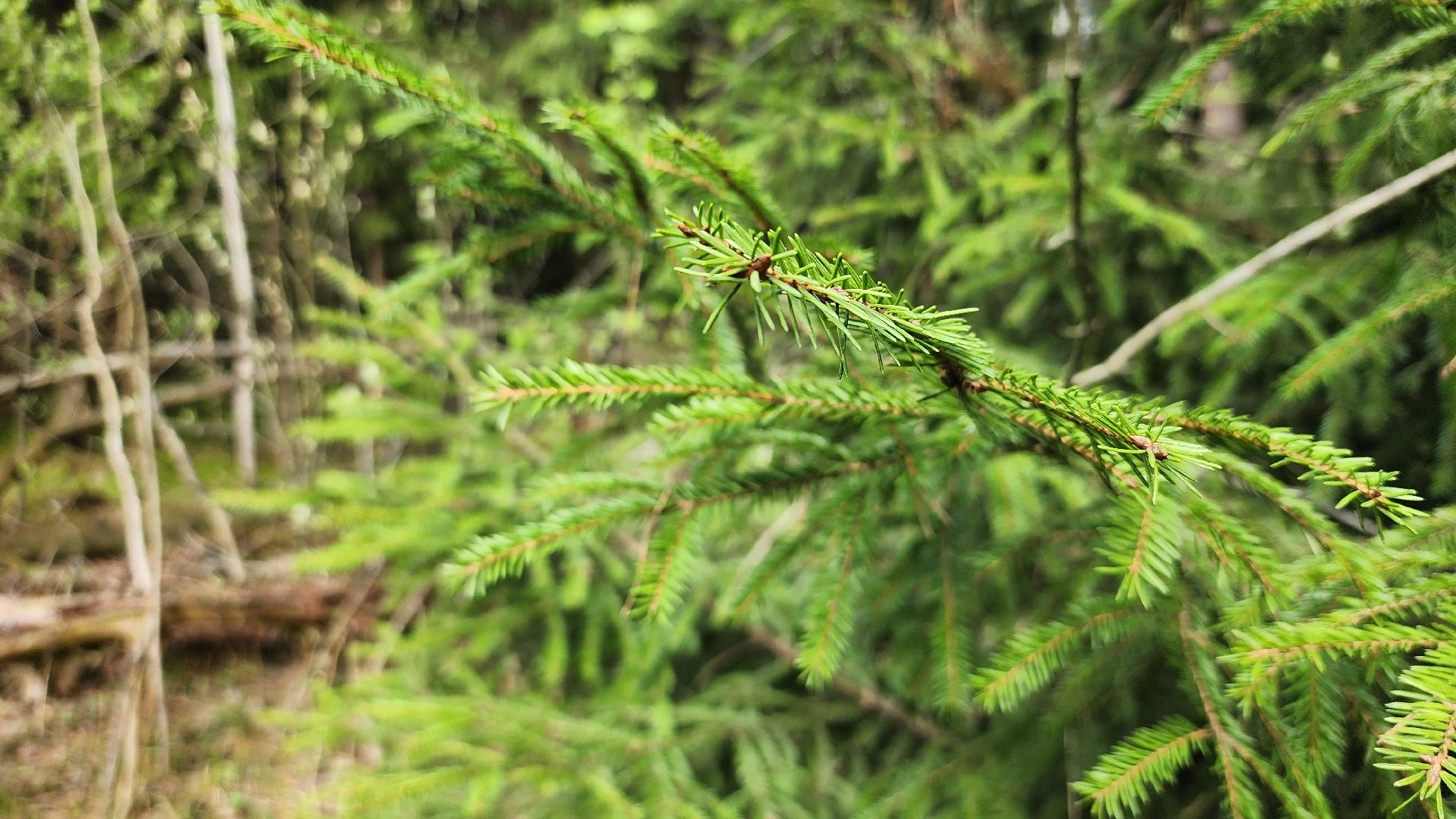 грибной сезон, весенний сезон сбора грибов, грибы, Ногинское лесничество, Богородский городской округ,