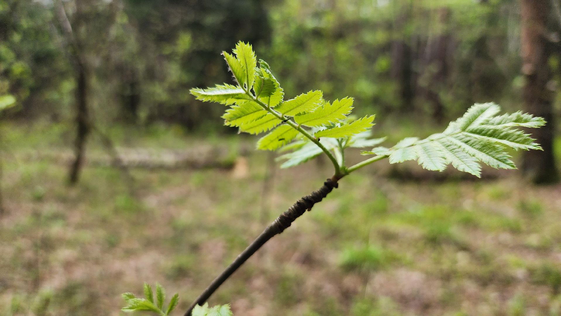 грибной сезон, весенний сезон сбора грибов, грибы, Ногинское лесничество, Богородский городской округ,