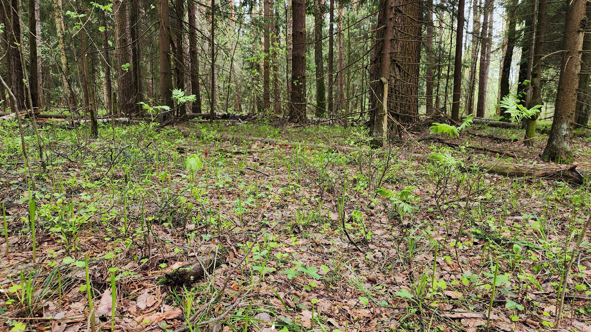 грибной сезон, весенний сезон сбора грибов, грибы, Ногинское лесничество, Богородский городской округ,