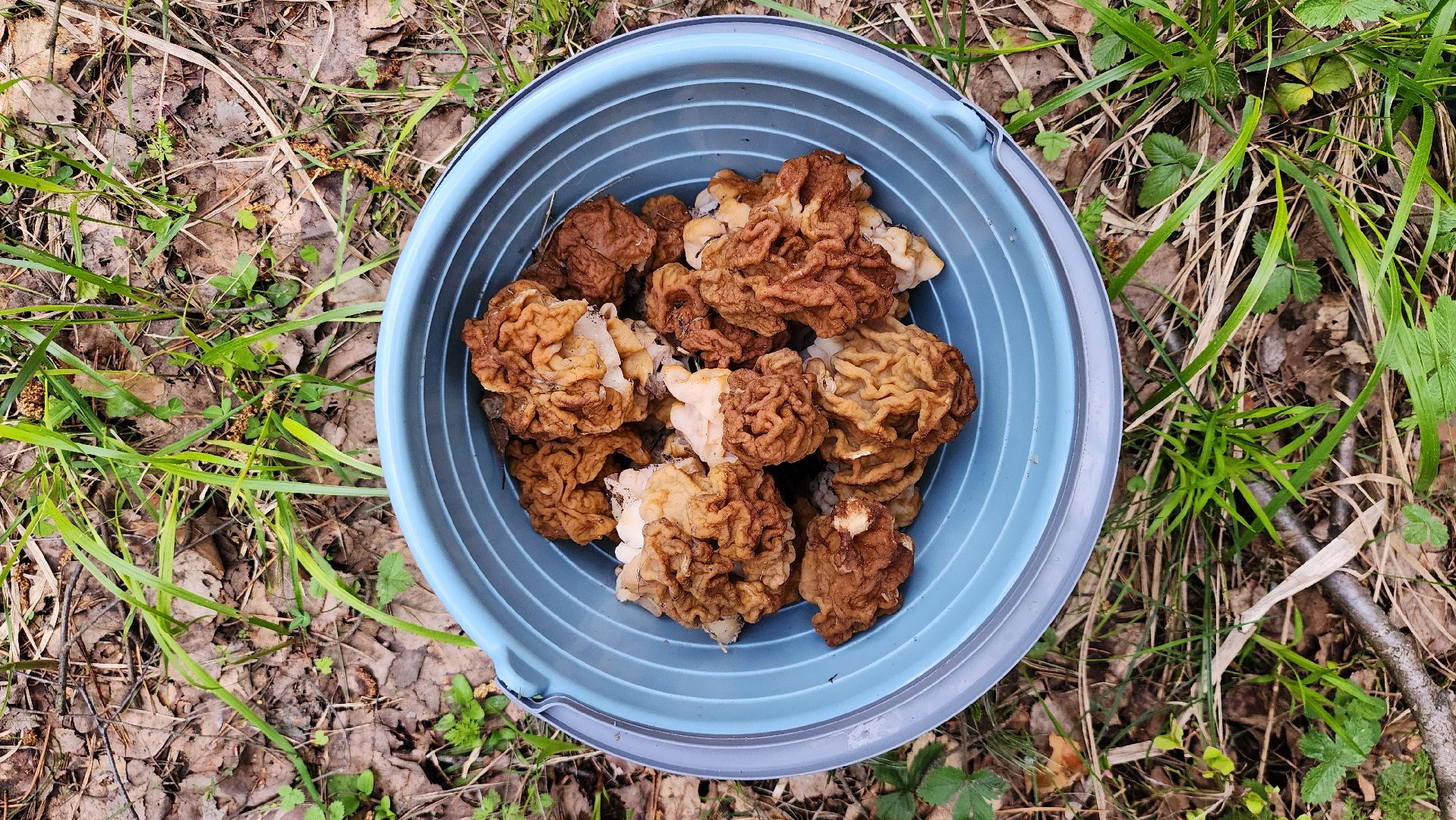 грибной сезон, весенний сезон сбора грибов, грибы, Ногинское лесничество, Богородский городской округ,