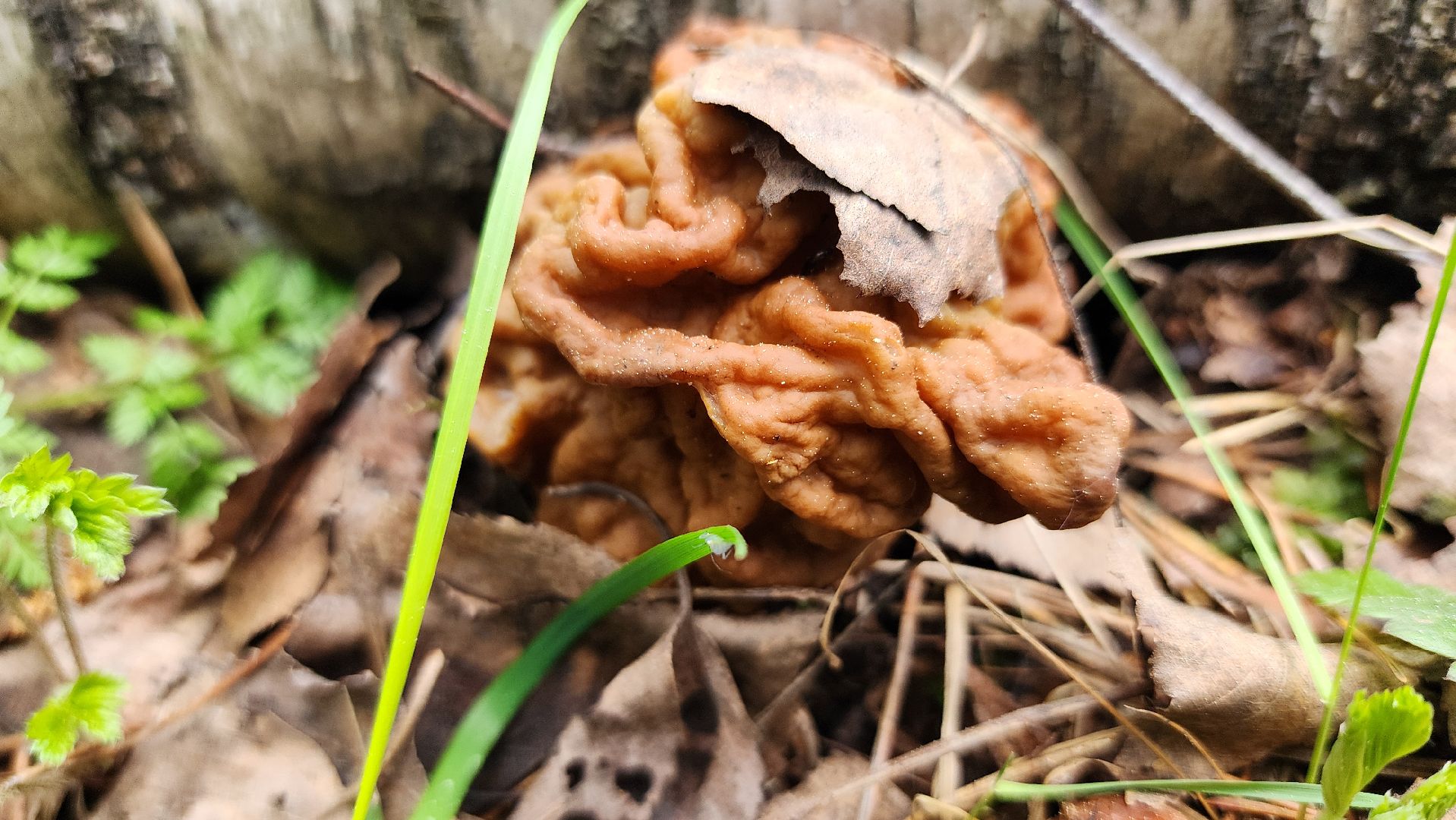 грибной сезон, весенний сезон сбора грибов, грибы, Ногинское лесничество, Богородский городской округ,