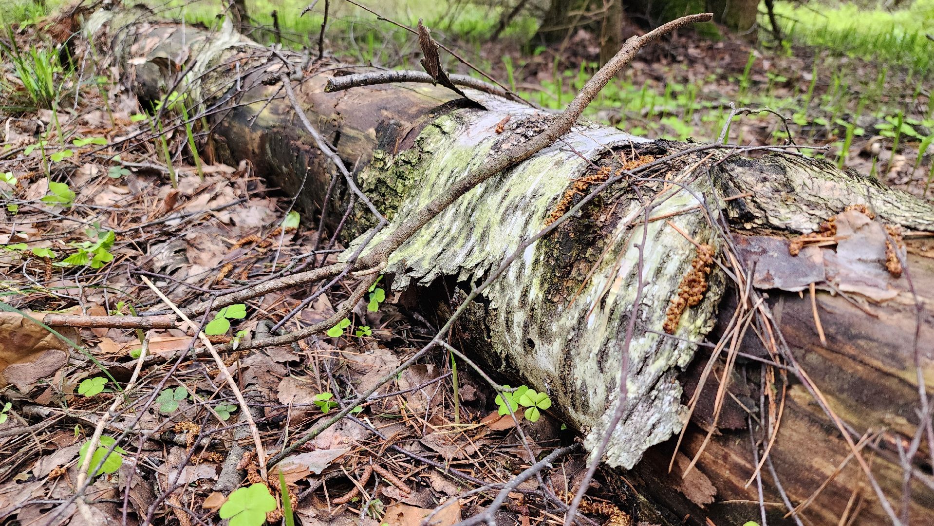 грибной сезон, весенний сезон сбора грибов, грибы, Ногинское лесничество, Богородский городской округ,