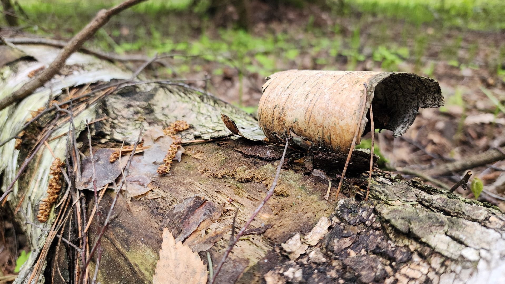 грибной сезон, весенний сезон сбора грибов, грибы, Ногинское лесничество, Богородский городской округ,