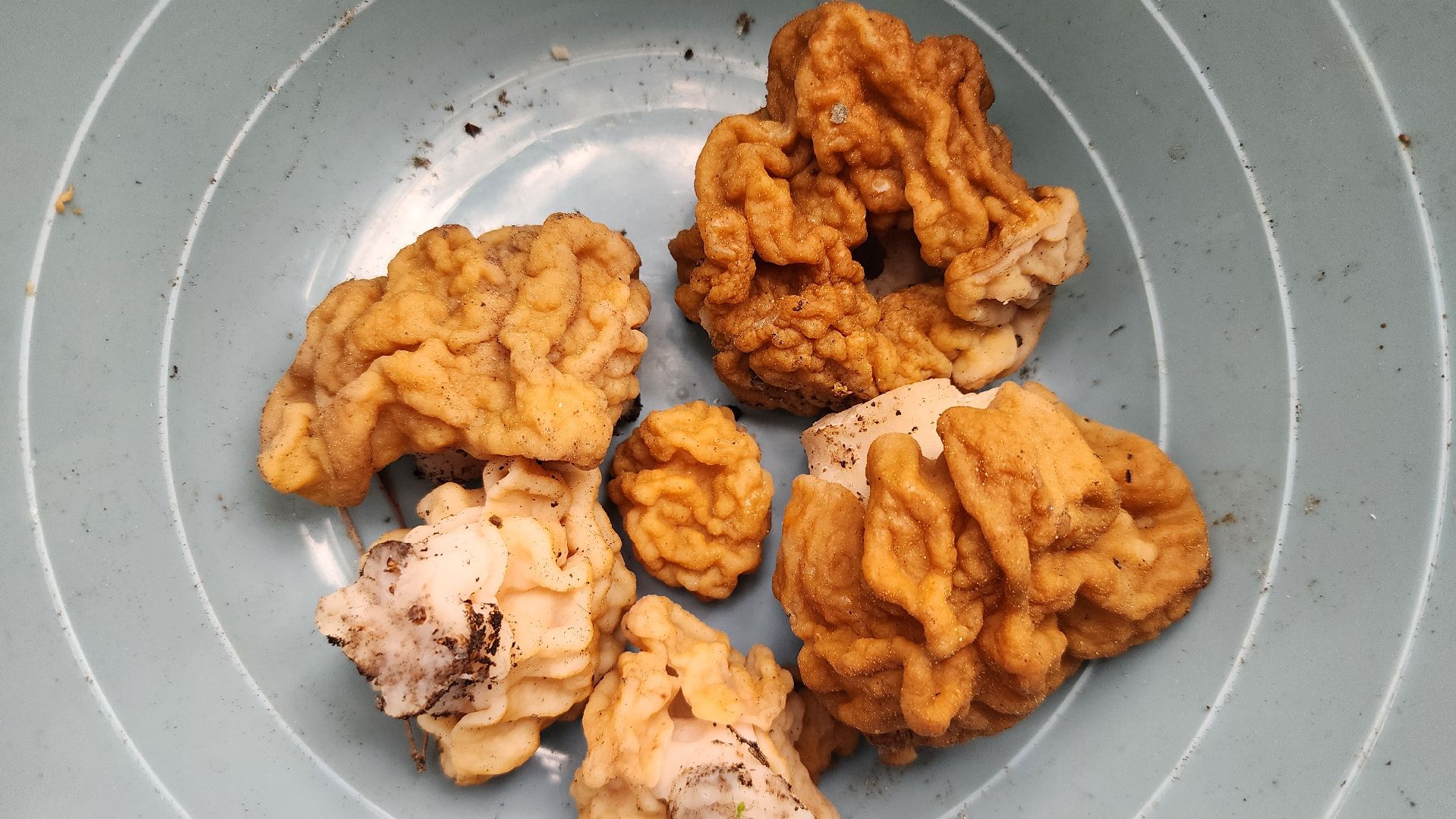 грибной сезон, весенний сезон сбора грибов, грибы, Ногинское лесничество, Богородский городской округ,