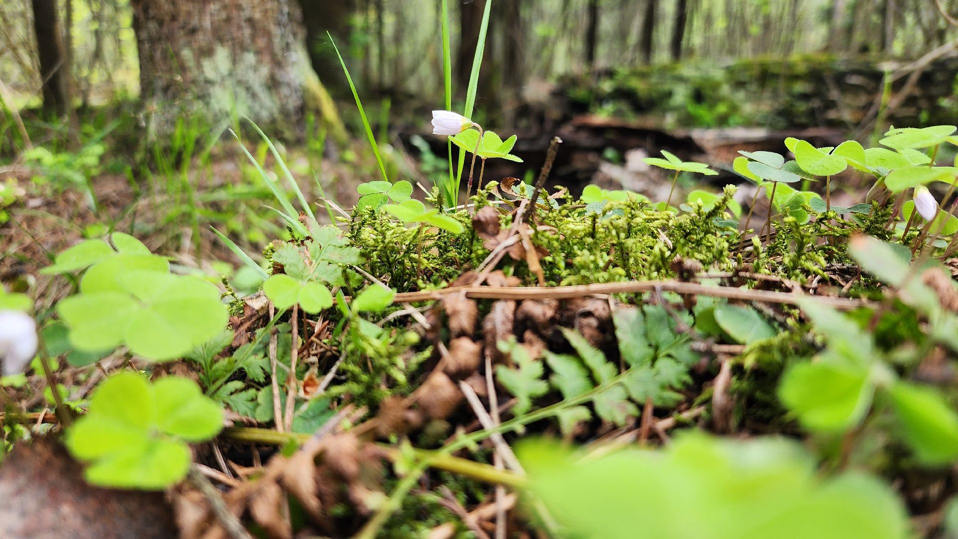 грибной сезон, весенний сезон сбора грибов, грибы, Ногинское лесничество, Богородский городской округ,