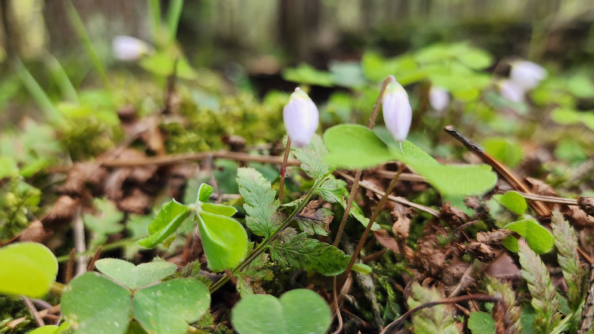 грибной сезон, весенний сезон сбора грибов, грибы, Ногинское лесничество, Богородский городской округ,