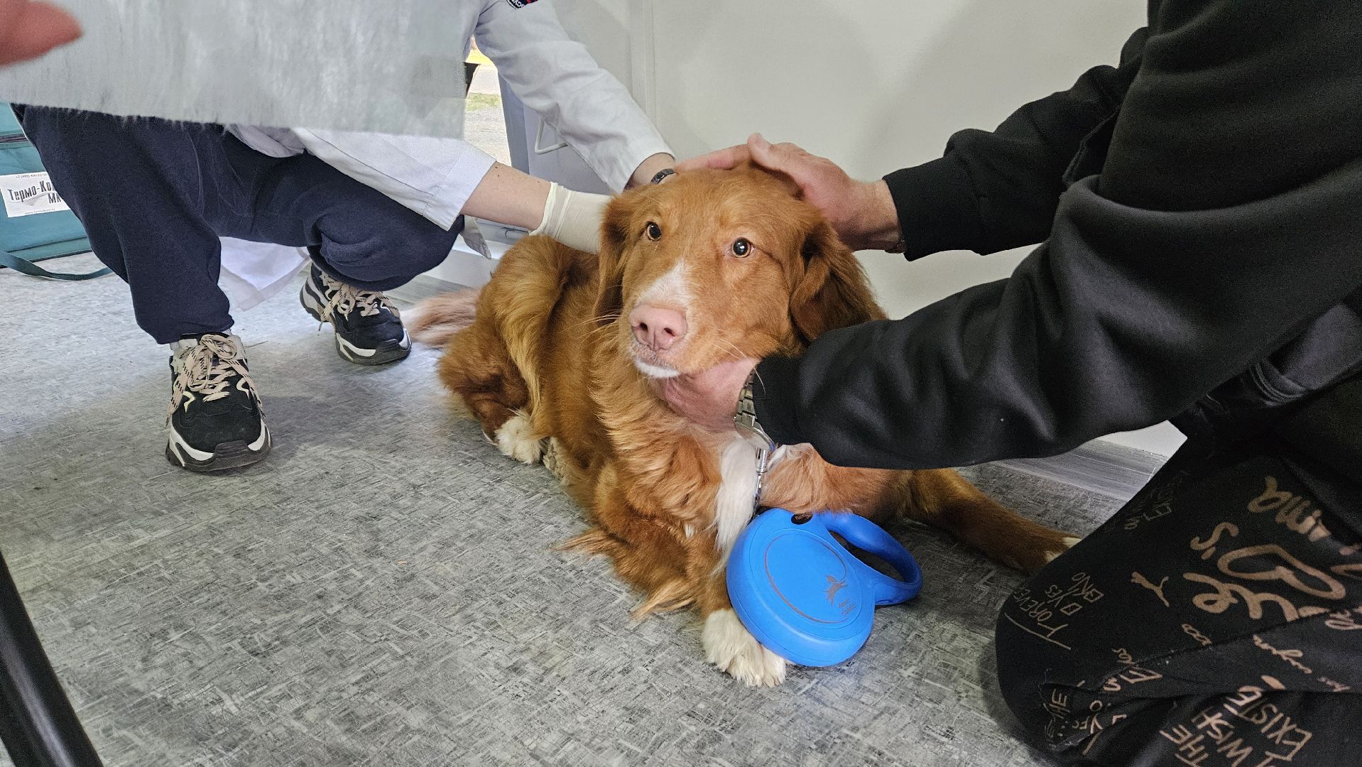 животные, чипирование домашних животных, жуковский,