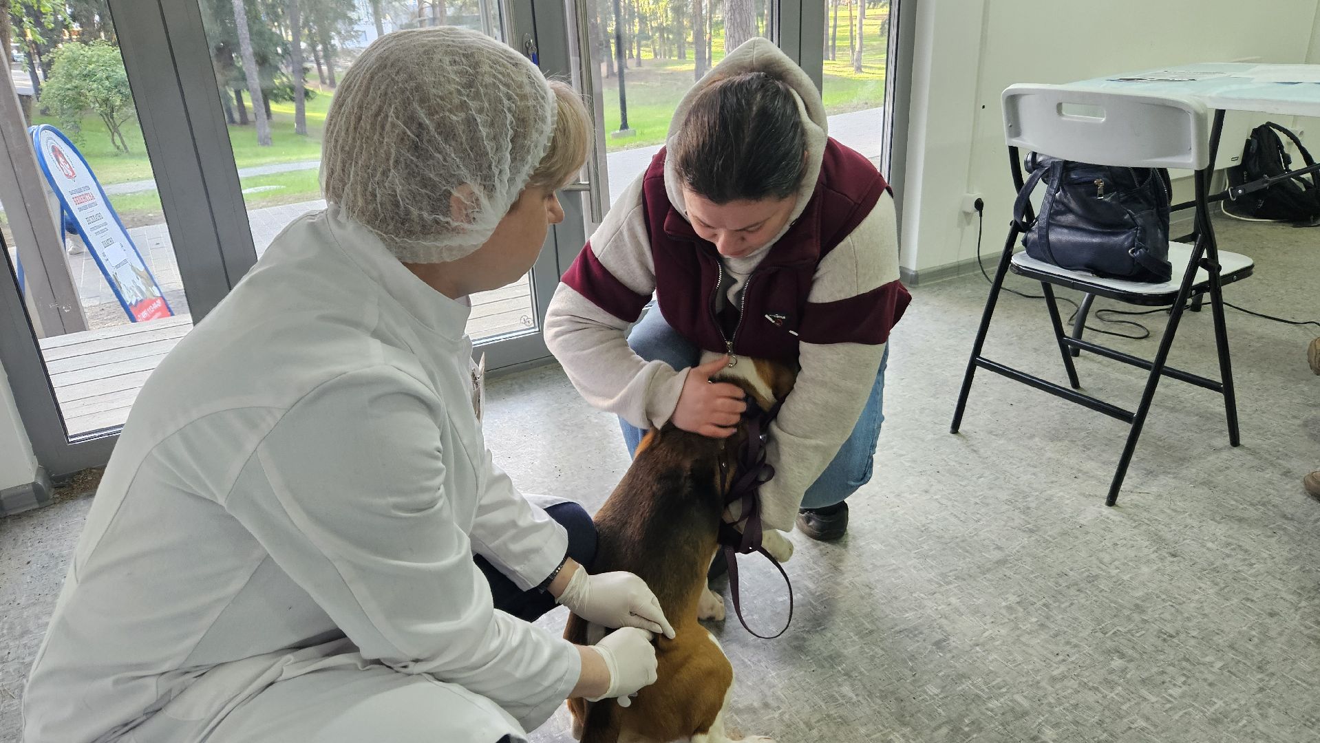 животные, чипирование домашних животных, жуковский,