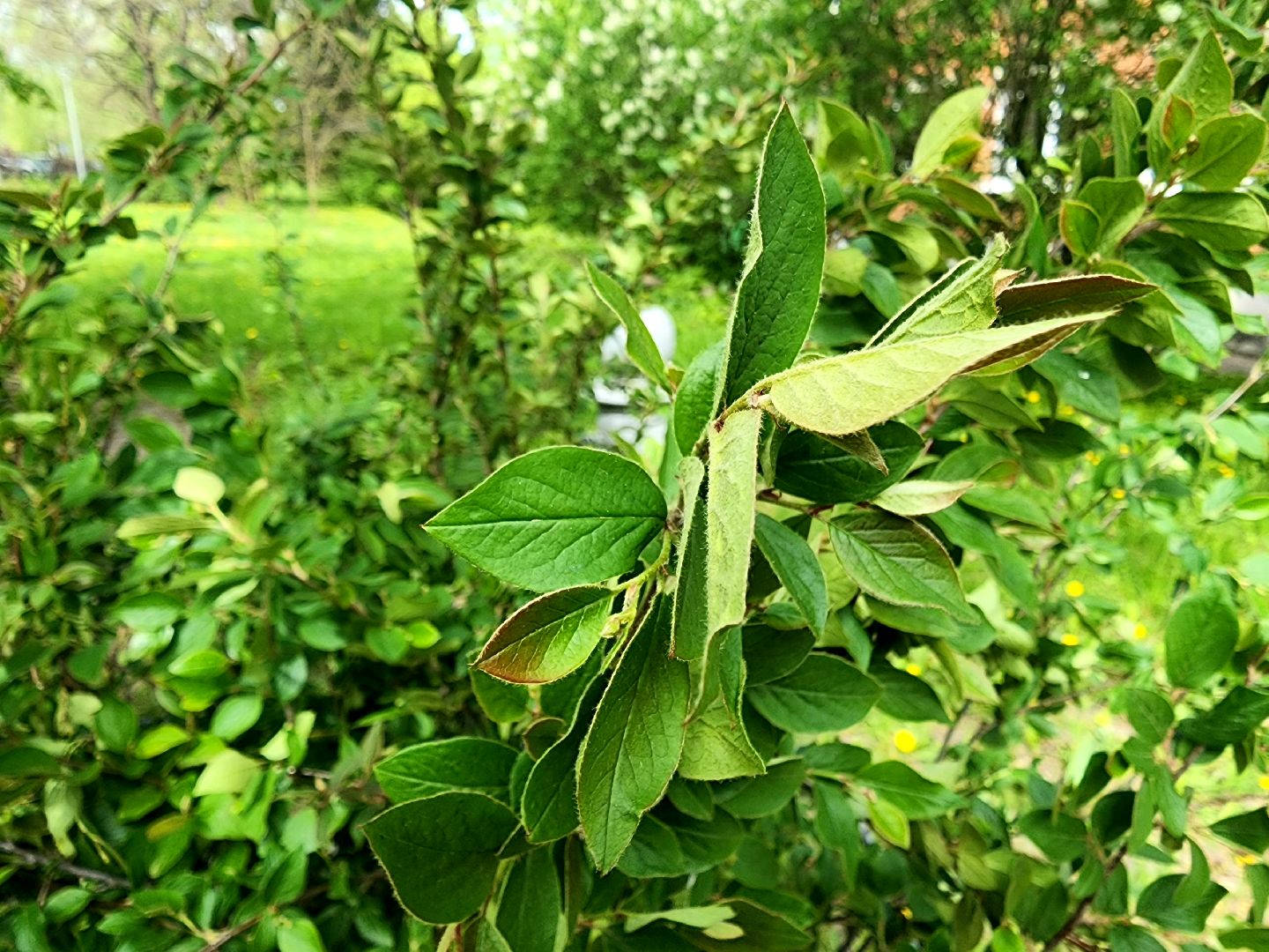 пущино, сад победы, серпухов, 80 - летие победы,