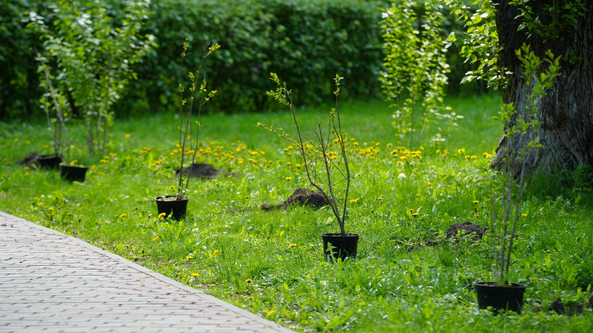 сирень, сад памяти,