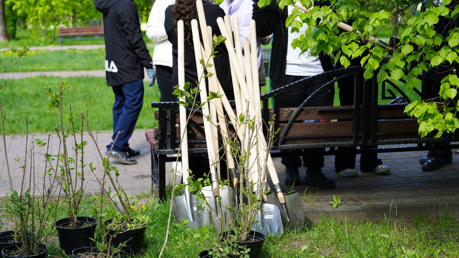 сирень, сад памяти,