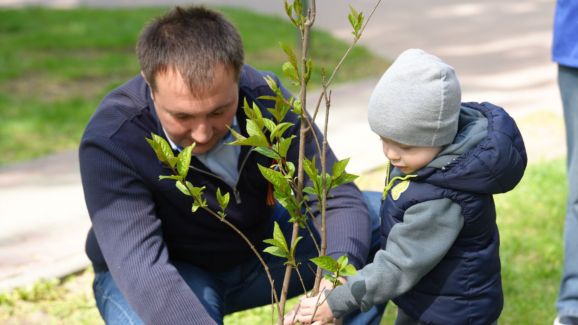 сирень, сад памяти,