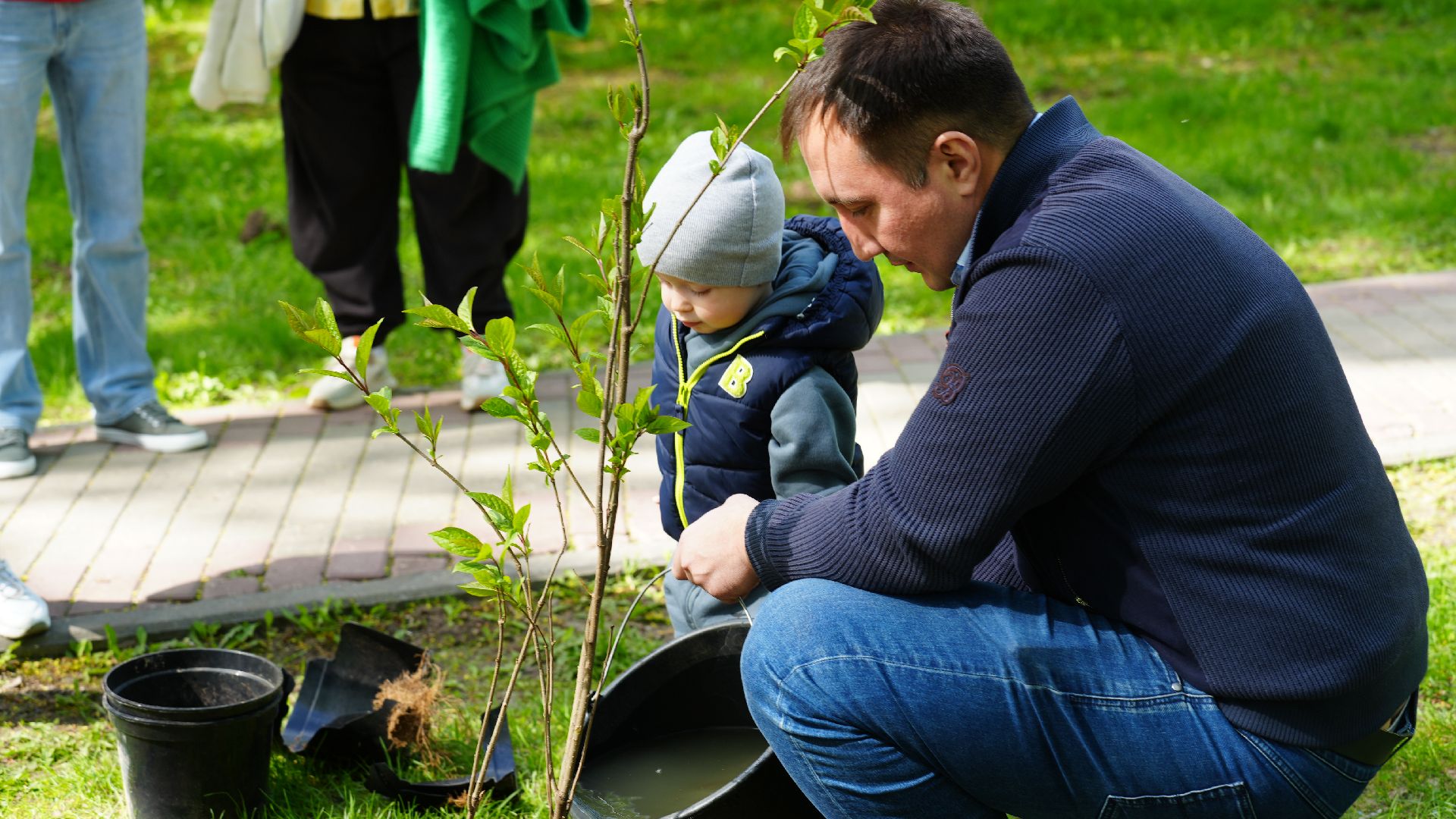 сирень, сад памяти,