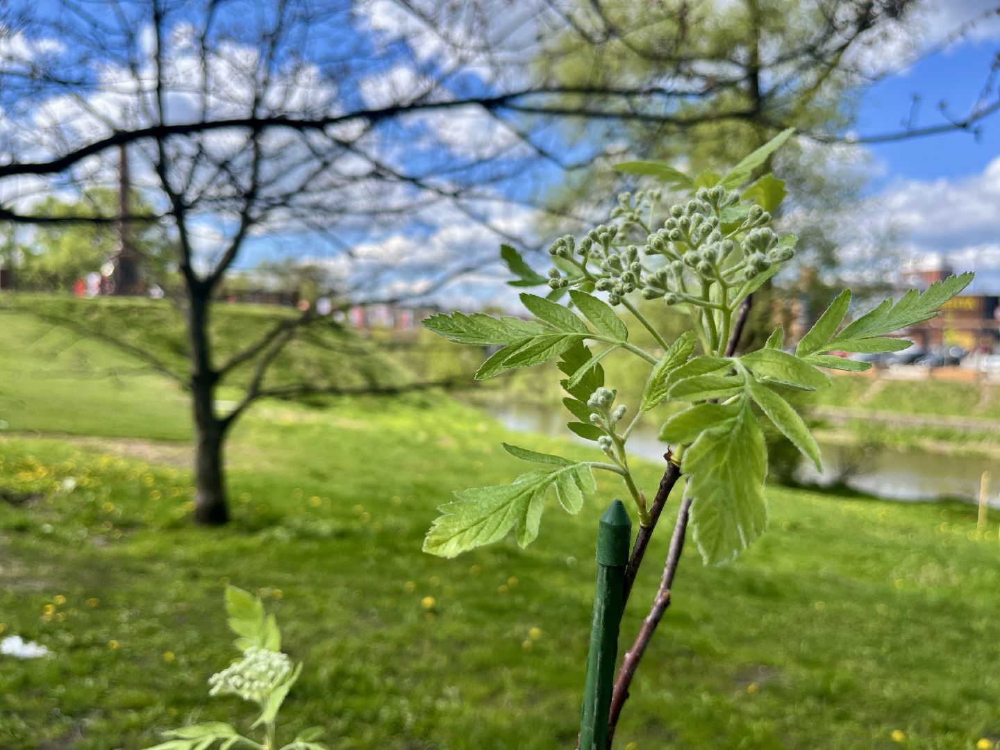 наро-фоминск, наро-фоминский городской округ, сад памяти , город воинской славы, 80 лет победе,