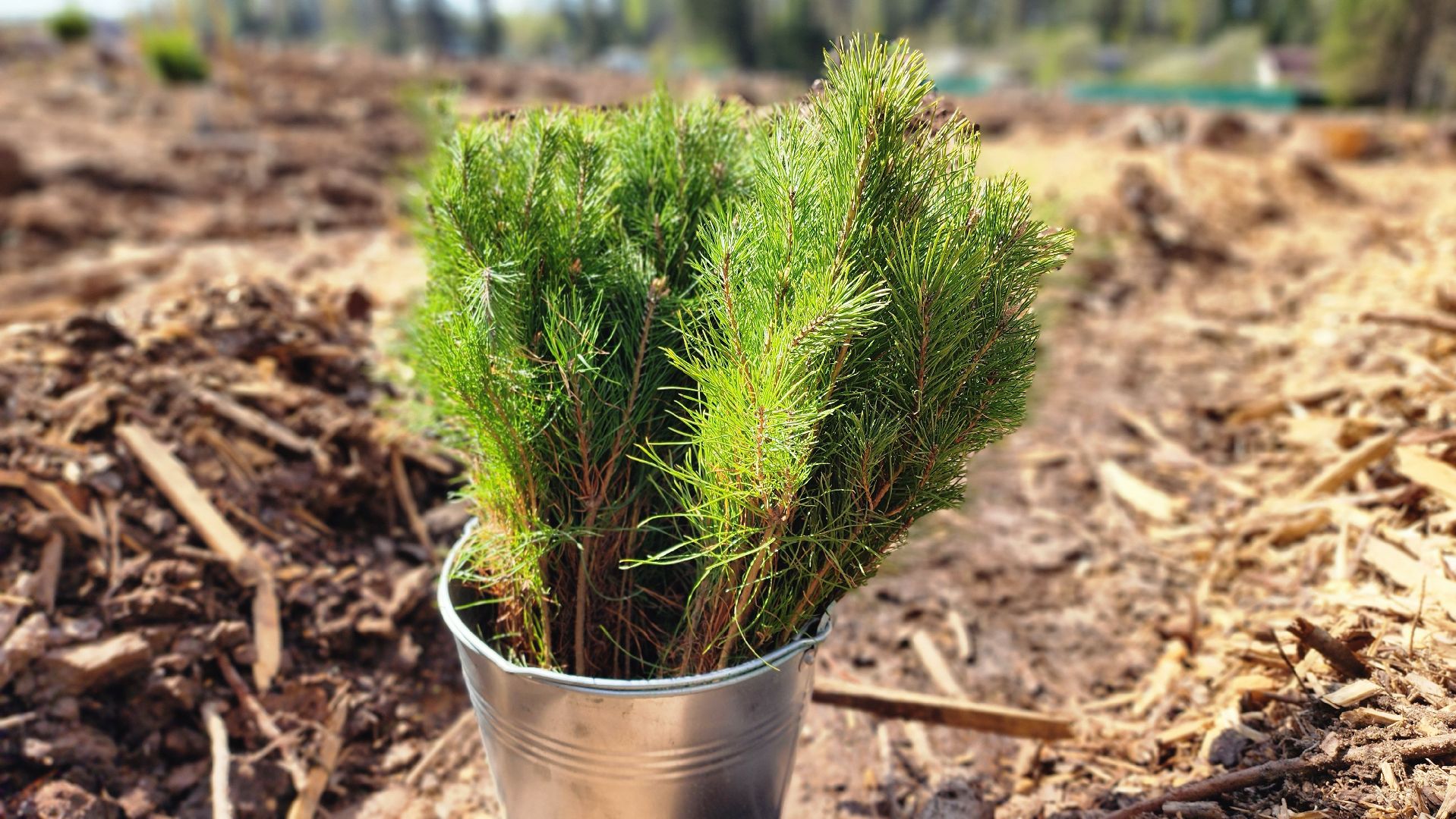 Руза, Лес памяти, Экология, Эколого-патриотическая акция,